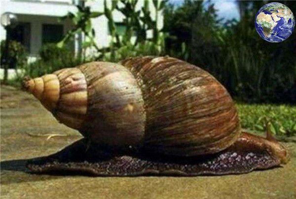 这种巨型蜗牛很奇特,螺有近10厘米长,外壳黄褐色并带花纹.