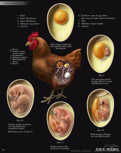 鸡蛋胚胎21日发育情况