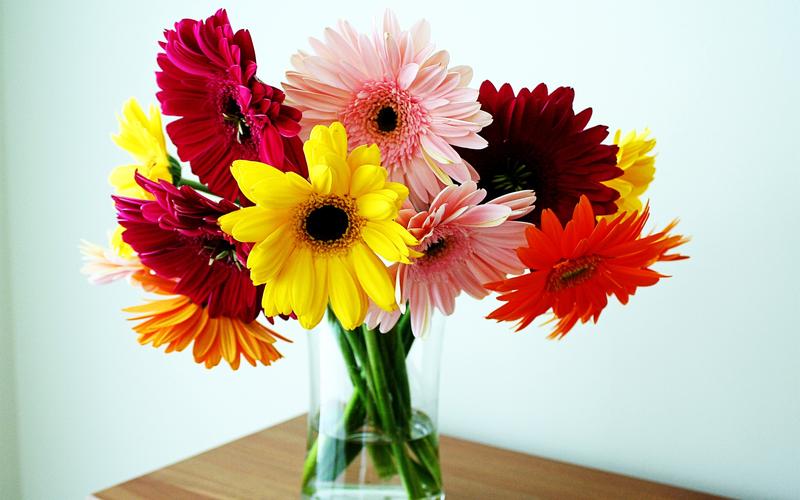 七彩非洲菊花卉,花瓶,桌子