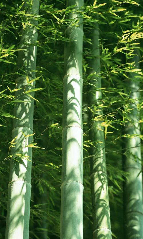 您见过这么美的竹子吗?高清竹图,值得收藏.