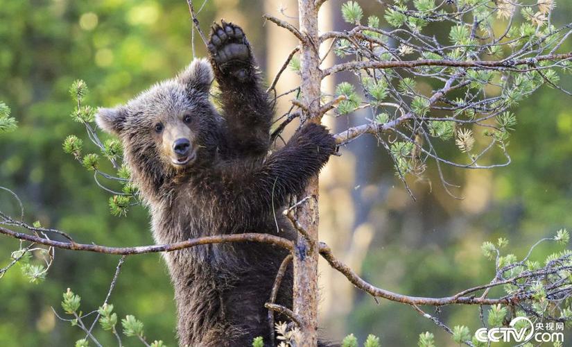 芬兰小棕熊对镜头"招手"