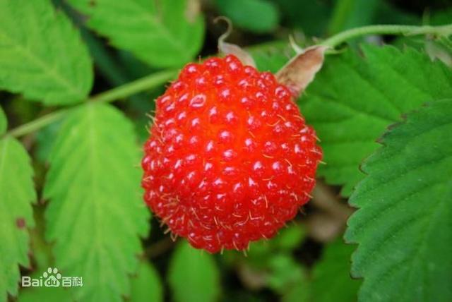 树莓果实由很多小核果组成,近球形或卵球形,红色.
