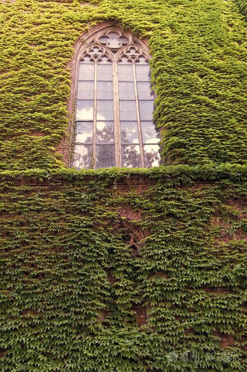 建筑物墙上的常春藤植物.绿叶表面有窗户.用常春藤装饰的.青藤墙