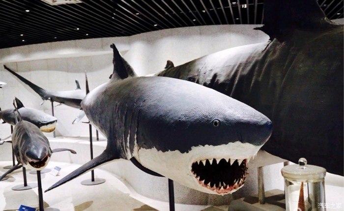 好吓人的鲨鱼标本