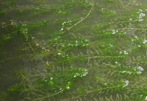 f.) royle)是水鳖科黑藻属植物.