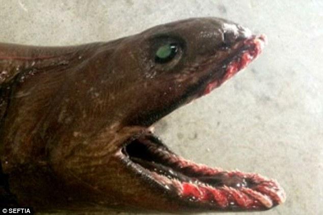 澳捕获罕见"活化石"鲨鱼:狰狞恐怖长300颗尖牙