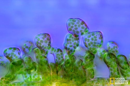 近距离观看,显微镜下植物的奇妙世界!