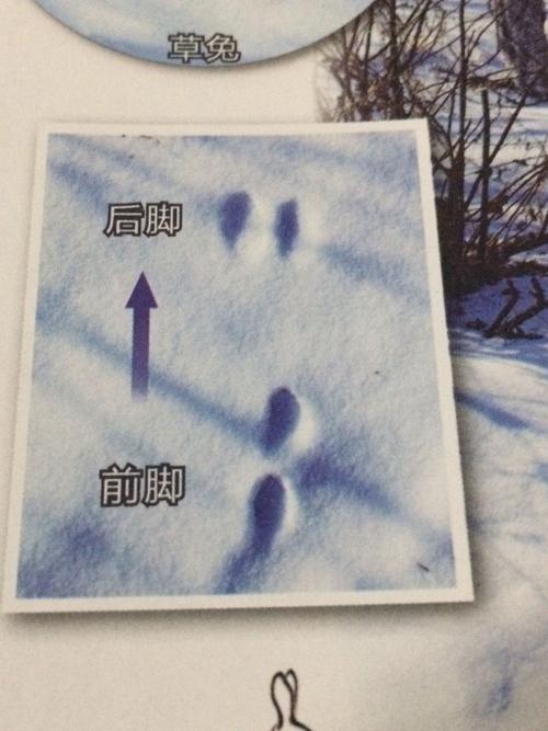 则么在雪地里辨别野兔留下的脚印往那个方向跑了微信