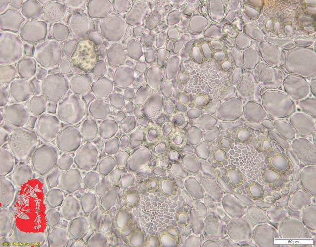 显微                                            石菖蒲表皮细胞