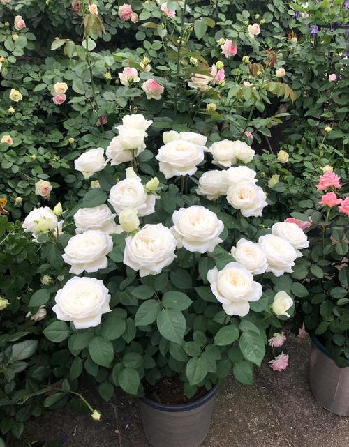 喜欢白色玫瑰,就养"婚礼之路",颜值高,香气浓,而且开花勤奋|月季花|伊