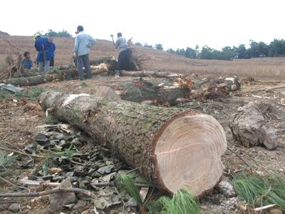 贵阳:乌当区成片的大树被砍伐 被伐树木被埋在泥地下