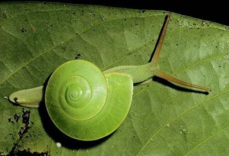 这个颜色的蜗牛是什么品种的?