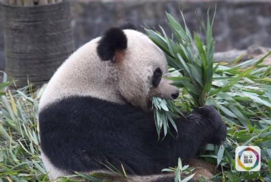 大小熊猫都吃竹子 为啥只有一个成了国宝