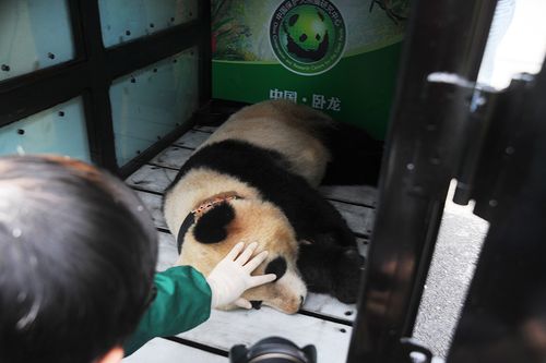 将大熊猫华姣转入放归笼.中国保护大熊猫研究中心供图