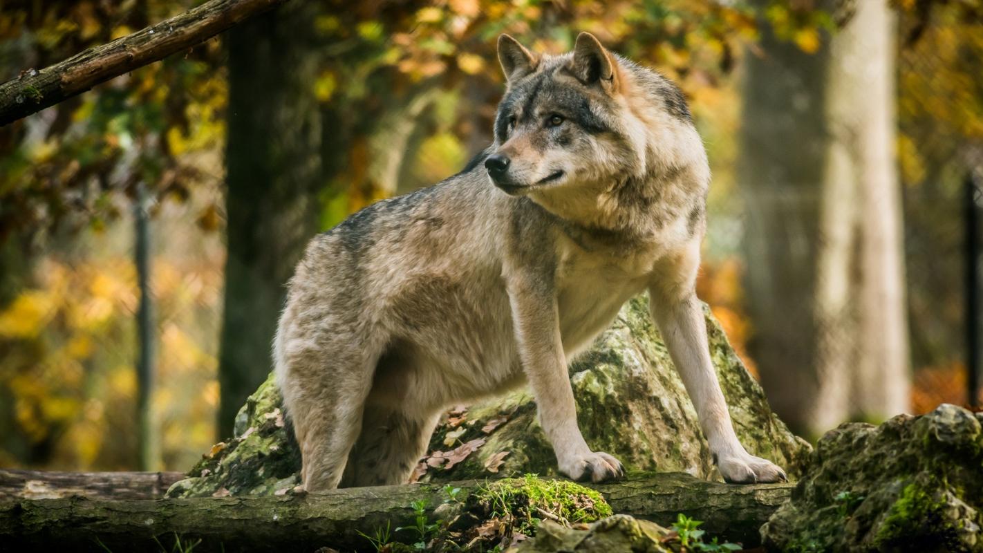 狼,野生动物,凶猛,动物霸气血性的狼 壁纸图片