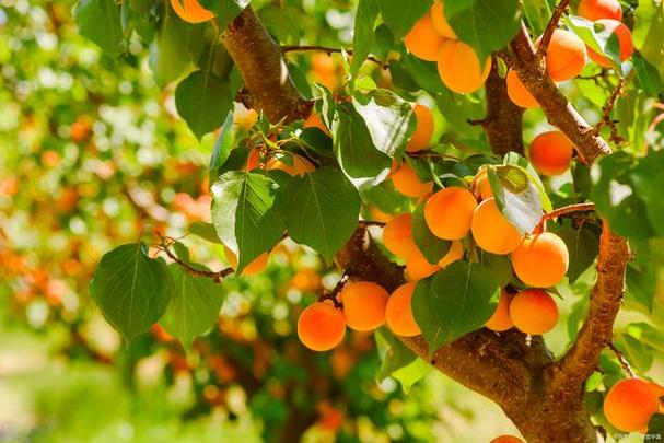 杏树病虫害防治:如何正确使用农药?