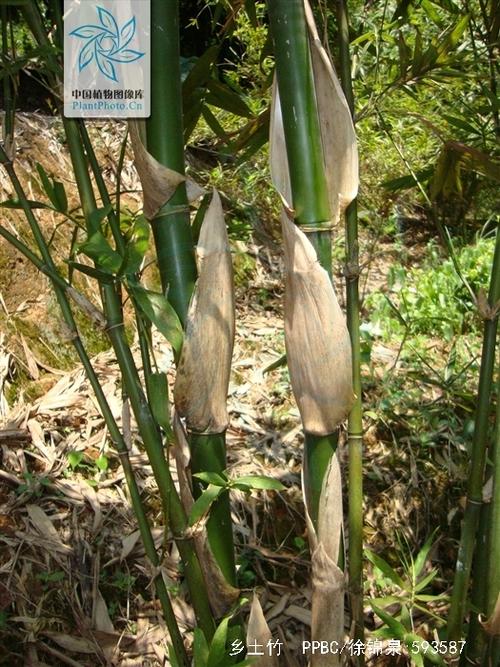  p>乡土竹(学名:bambusa indigena)为禾本科簕竹属下的一个种. /p>