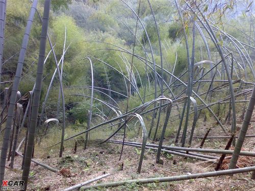 今年冬季竹海遭遇大雪灾,相当多的竹子被压断 ,竹秀于林