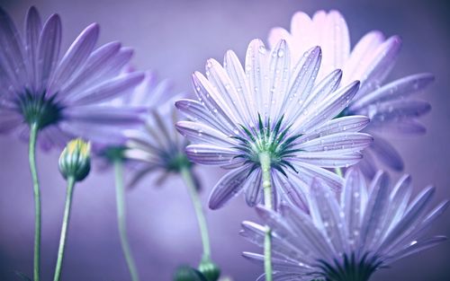 紫色瓣花,露水 壁纸 - 1440x900