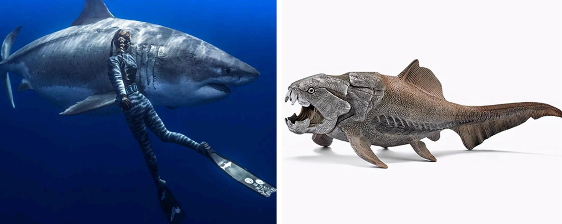巨齿鲨vs邓氏鱼谁厉害?巨齿鲨灭绝了吗?