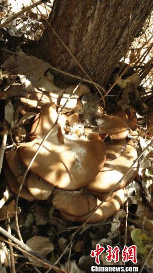 新疆伊犁杨树林惊现一朵28公斤野生蘑菇图
