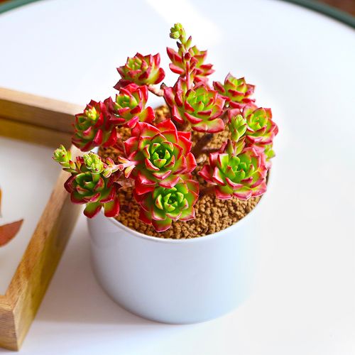 镜绿烈焰蒂亚老桩群生多肉植物组合盆栽陶瓷含盆带土套装客厅花卉