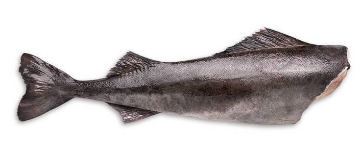 白色背景上的新鲜生胴体黑色鳕鱼照片