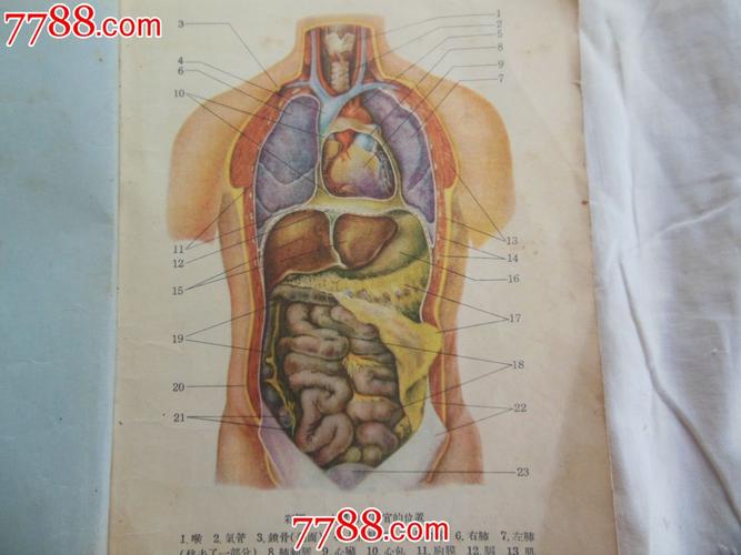 1955年课本--人体解剖生理学