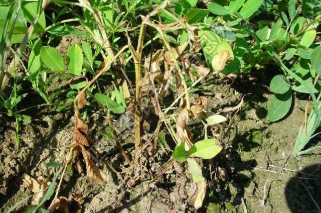 种植花生易发生根结线虫病有什么防治方法呢
