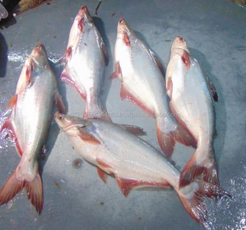 孟加拉当地新鲜和冷冻panguash鱼