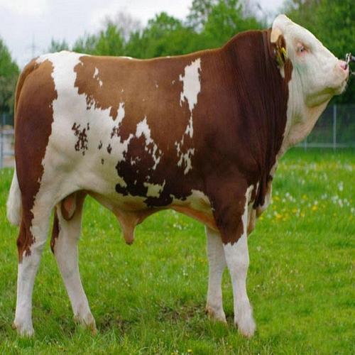 鲁西黄牛牛犊 新疆鲁西黄肉牛价格 批发市场 隆航养殖 鲁西黄牛纯种