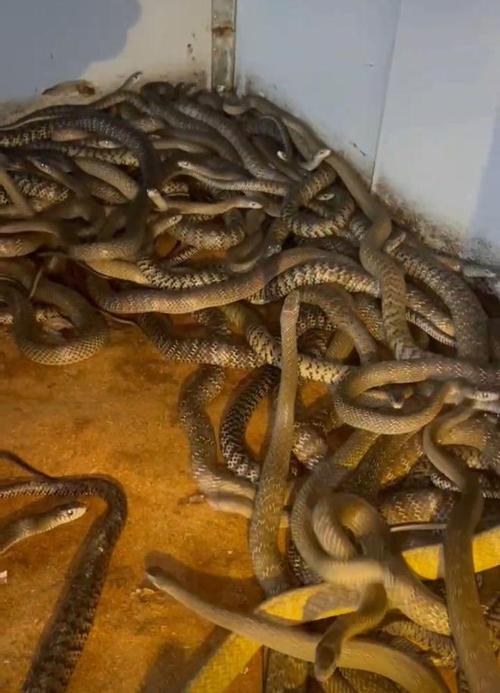 采用发酵床养蛇技术蛇场无臭味蛇健康效益好