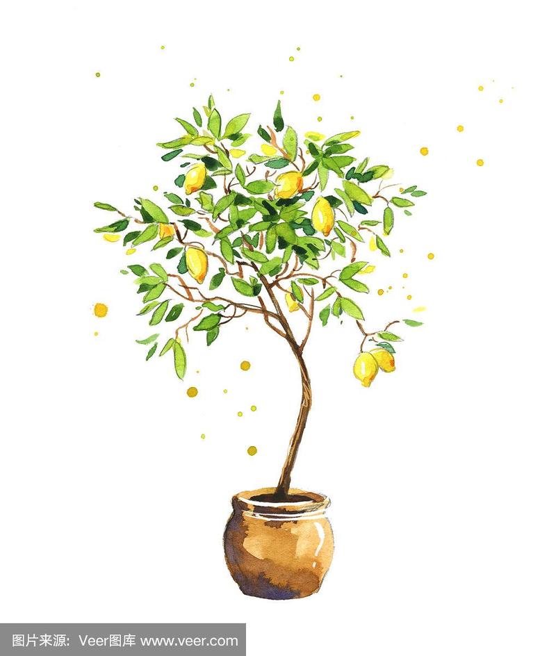 柠檬树,水彩素描