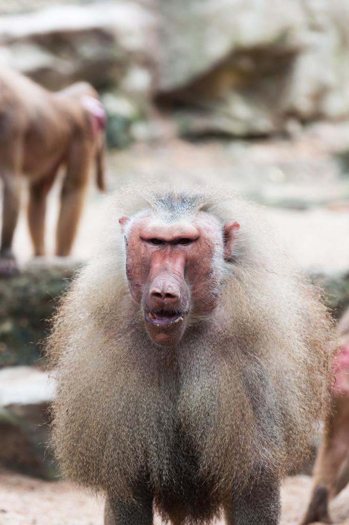 这些阿拉伯狒狒,新加坡动物园看男性 hamadryas 狒狒 (狒狒) 的意思.