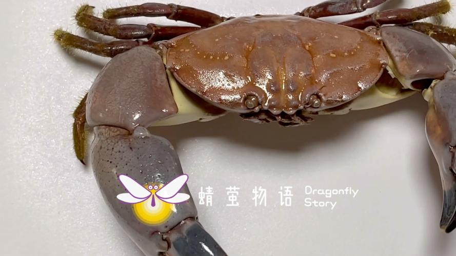 螃蟹物种分享第二期—缪氏哲蟹