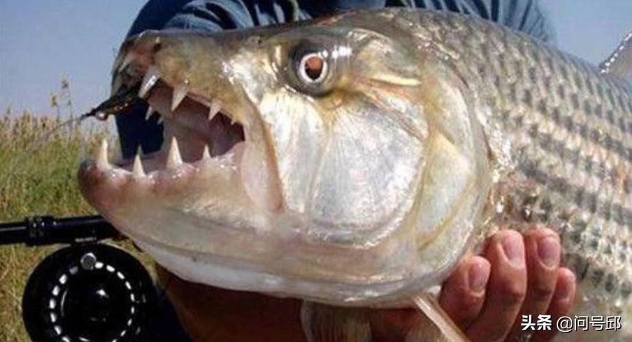 帕兰巨食人鱼带你揭秘12个食人鱼的真相
