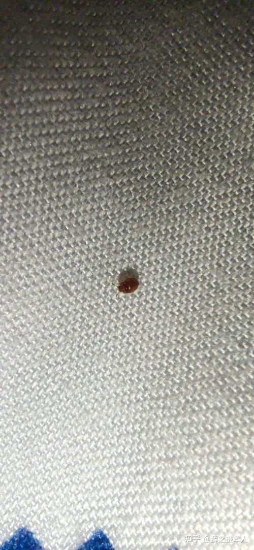 家里最近出现了很多芝麻粒大小棕褐色的小甲虫谁知道这是什么虫子啊