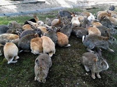 日本最萌小岛兔子满地跑游客带萝卜被包围图