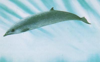柏氏中喙鲸(学名:mesoplodondensirostris)前额平坦.