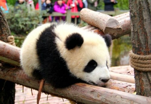 一群趴着睡觉的熊猫宝宝,把外国人萌到阵亡,网友:厉害啊我的宝