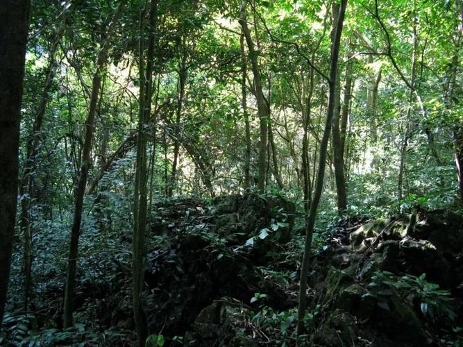 喀斯特地貌典型,植被为世界上罕见保存最完好的岩溶地区热带季雨林,是