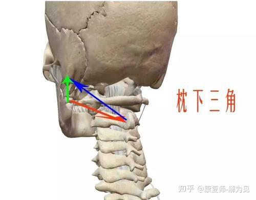以及头后大直肌,头下斜肌组成,当头部位于其解剖位置时,枕下三角几乎