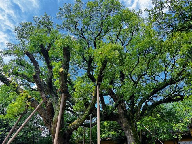 苏州西山千年古樟树