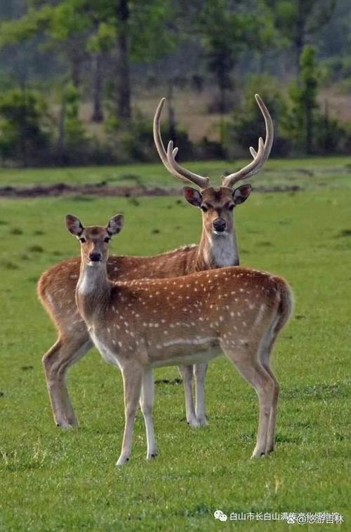鹿是我国传统的名贵药用动物,在现存文献中,就有"鹿身百宝"的说法.
