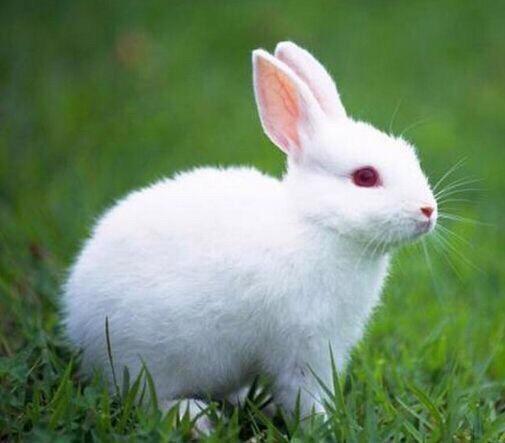 首先跟文畅观看了一下小白兔,一边看一边说小白兔白又白,两只耳朵竖
