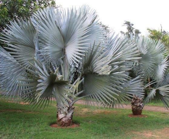 15种常见的棕榈科植物你认识几种