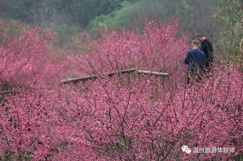 苍南金乡梅峰公园梅花盛开踏春赏梅的最佳时节到了