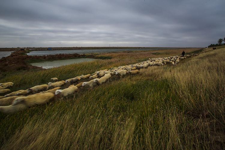 滩里的放羊人  作品描述: 阴云密布,放羊人在黄河大堤内赶着羊儿放牧