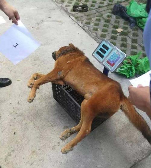 10月12日,广东惠州 两偷狗贼在村民家里偷狗的时候