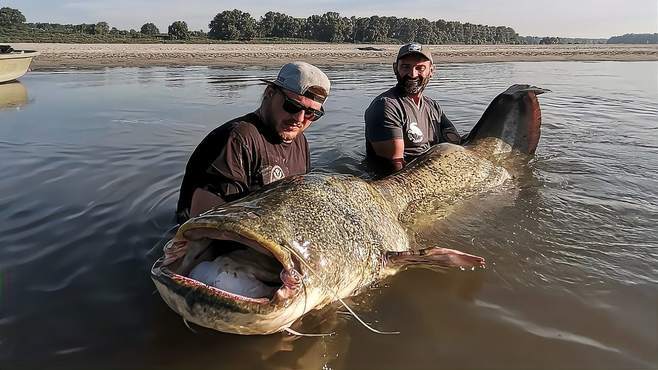 国外赶海亚马逊河流,钓世界最大淡水鱼巨型鲶鱼,体重超过500斤